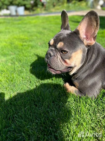 Французский бульдог
