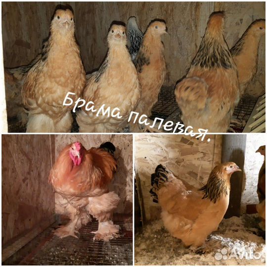 Цыплята Брама палевая