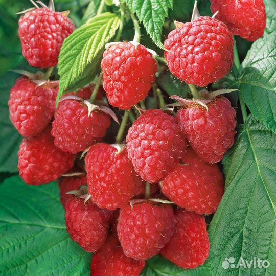 Продаю саженцы польки, карамельки, тарусы И др