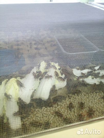 Банановые сверчки