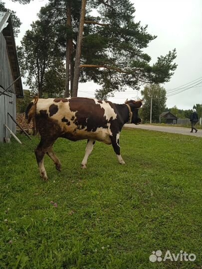 Коровы, телята