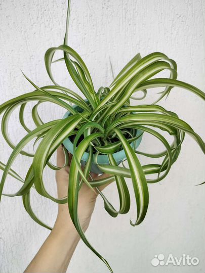 Хлорофитум кудрявый(бонни)