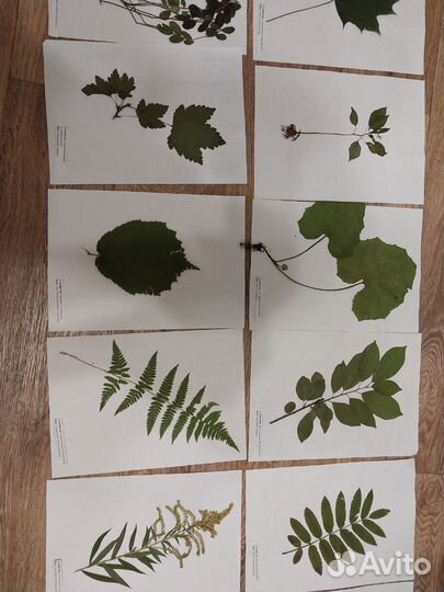Гербарий