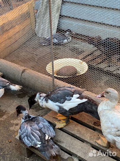 Мускусные ути