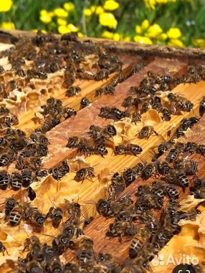 Продам ульи для пчел