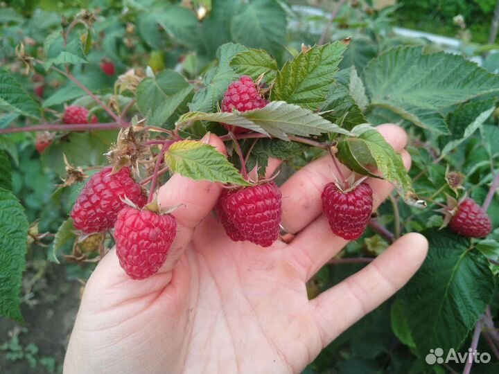 Саженцы ремонтантной малины