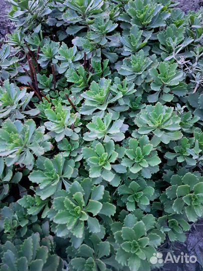 Почвопокровники и другие многолетники