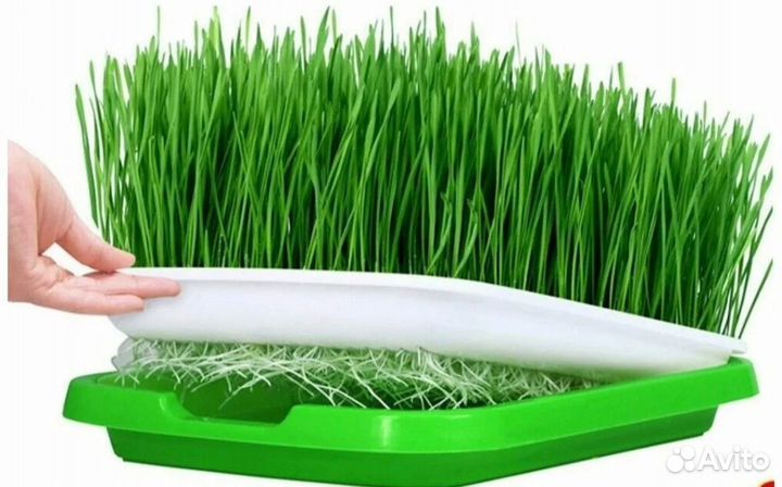 Проращиватель семян (микрозелени )