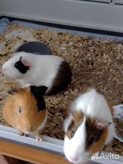 Передержка грызунов