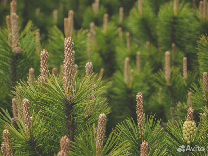 Сосна черная (Щёлково )