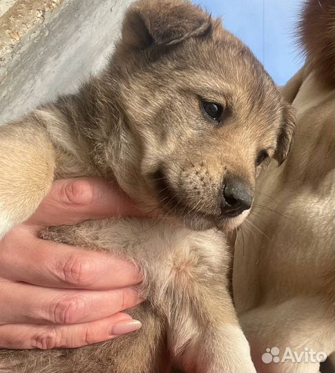 Щенок в добрые руки