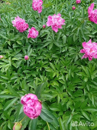 Пионы саженцы