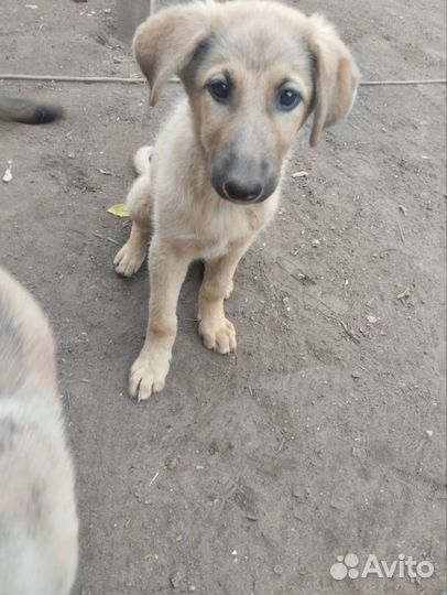 Собака в добрые руки отдам бесплатно