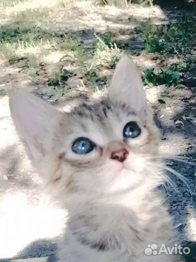 Малышка, 5 недель, в добрые руки