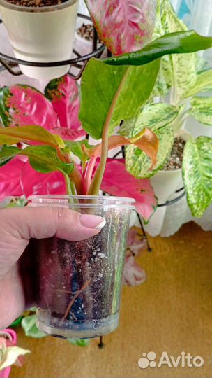 Филодендрон Карамель Крем