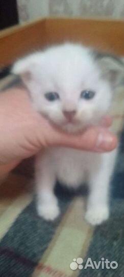 Отдам в добрые руки породистых котят. Вислоухие