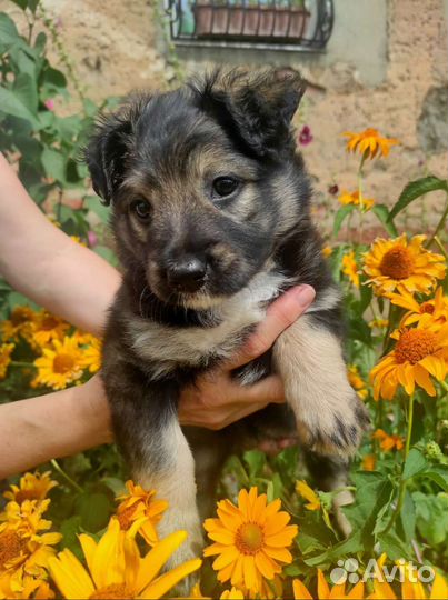 Щенок девочка в добрые руки