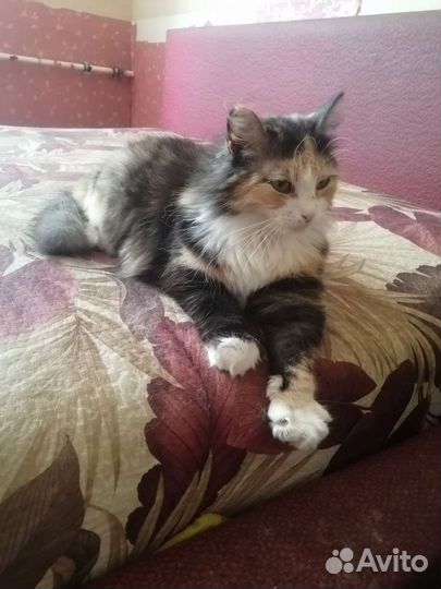 Кошка в дар бесплатно в добрые руки