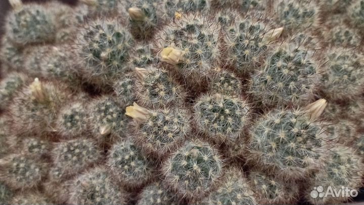 Кактус Mammillaria proliferaтаксономия