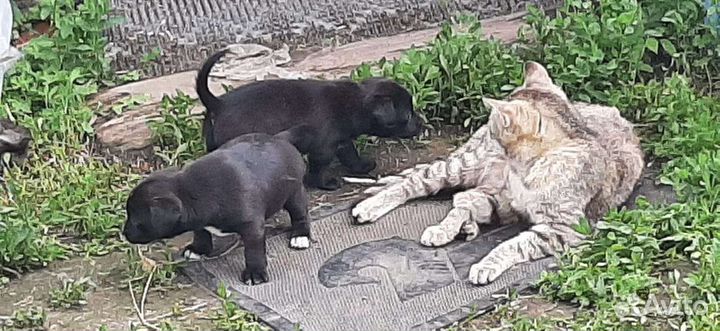 Собака маленькая порода