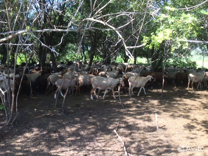 Барашки. Овцы. Ягнята. Бараны