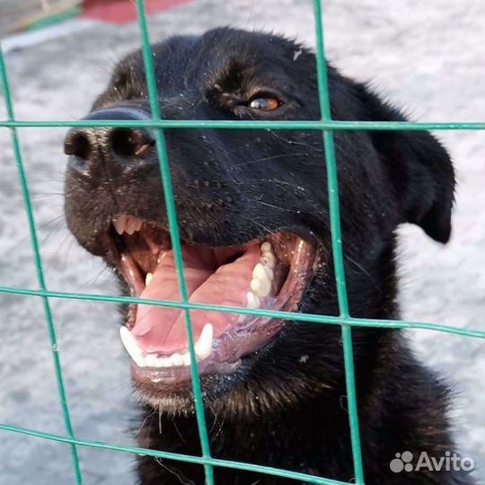 Собака в добрые руки щенок