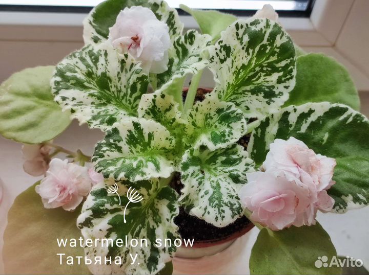 Сортовые фиалки