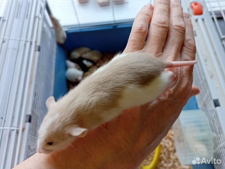 Крысята, крысы сиамские, декоративные