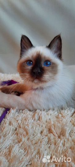 Священная бирма-девочка