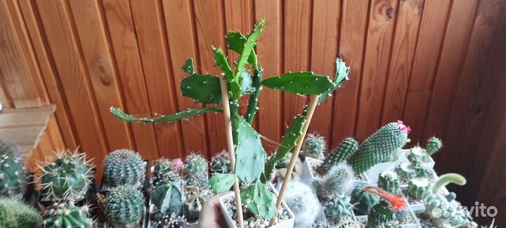 Кактус Brasiliopuntia