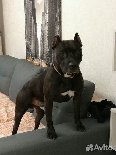 Питбуль (вязка)