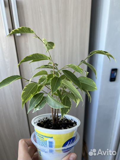Фикус бенджамина