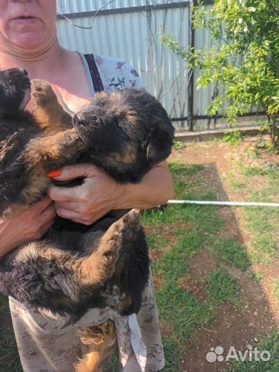 Щенки немецкой овчарки