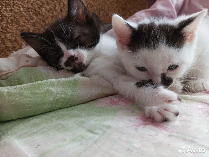 Котята в добрые руки