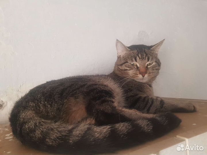 Прекрасный котик в поисках дома