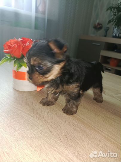 Йоркширский терьер