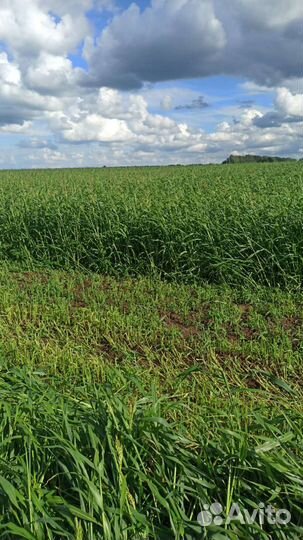 Реализую семена суданской травы