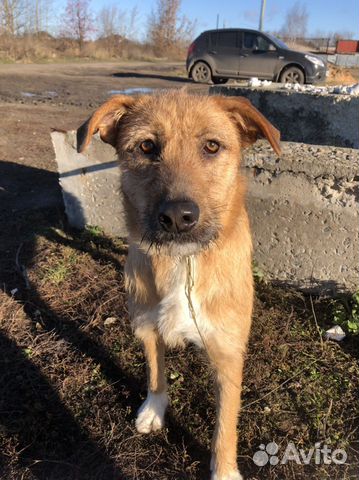 Отдам собаку девочку- 1 год