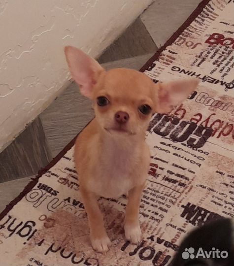Мини чихуахуа