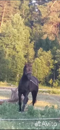 Орловский жеребец на случку