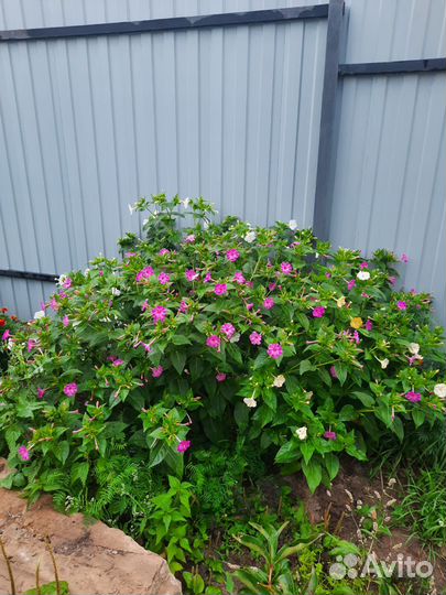 Мирабилис рассада и семена