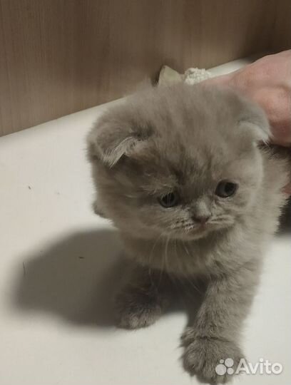 Шотландские котята