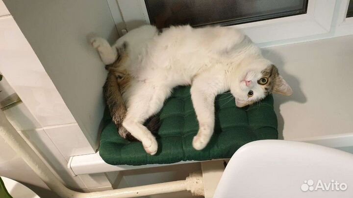 Агар стремительный, как Ниагара)