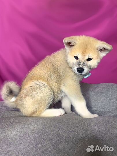 Продам щенка
