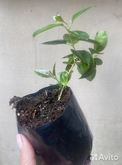 Дипладения