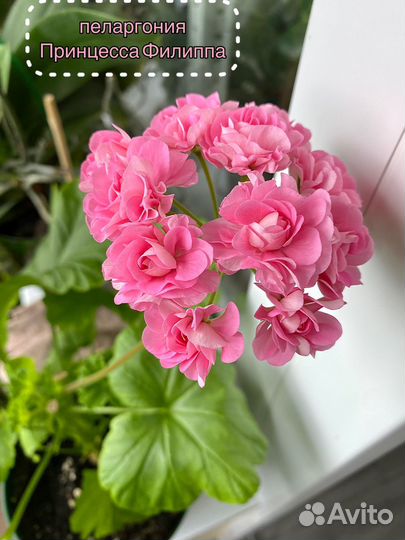 Пеларгония герань