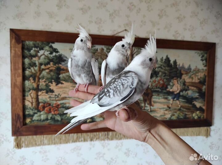 Корелла бесщекий пестрый мальчик подросток