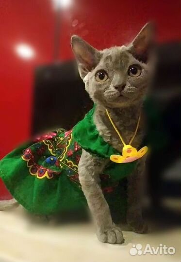 Девон-рекс, девочка 7 мес