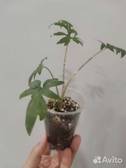 Алоказия Brancifolia