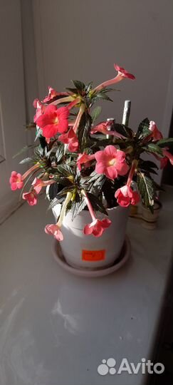 Ахименес сабрина. Комнатный цветок